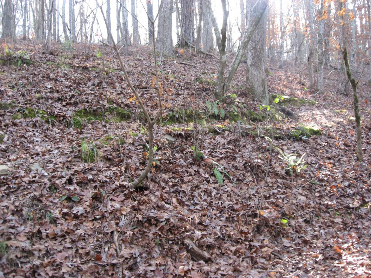 A wooded hillside covered in a blanket of brown fallen leaves, with sparse growth of ferns and small trees. The scene is illuminated by soft, natural light filtering through the trees, highlighting the textures of the leaves and ground. Modoc (Stevens Creek Trail) mountain bike trail.
