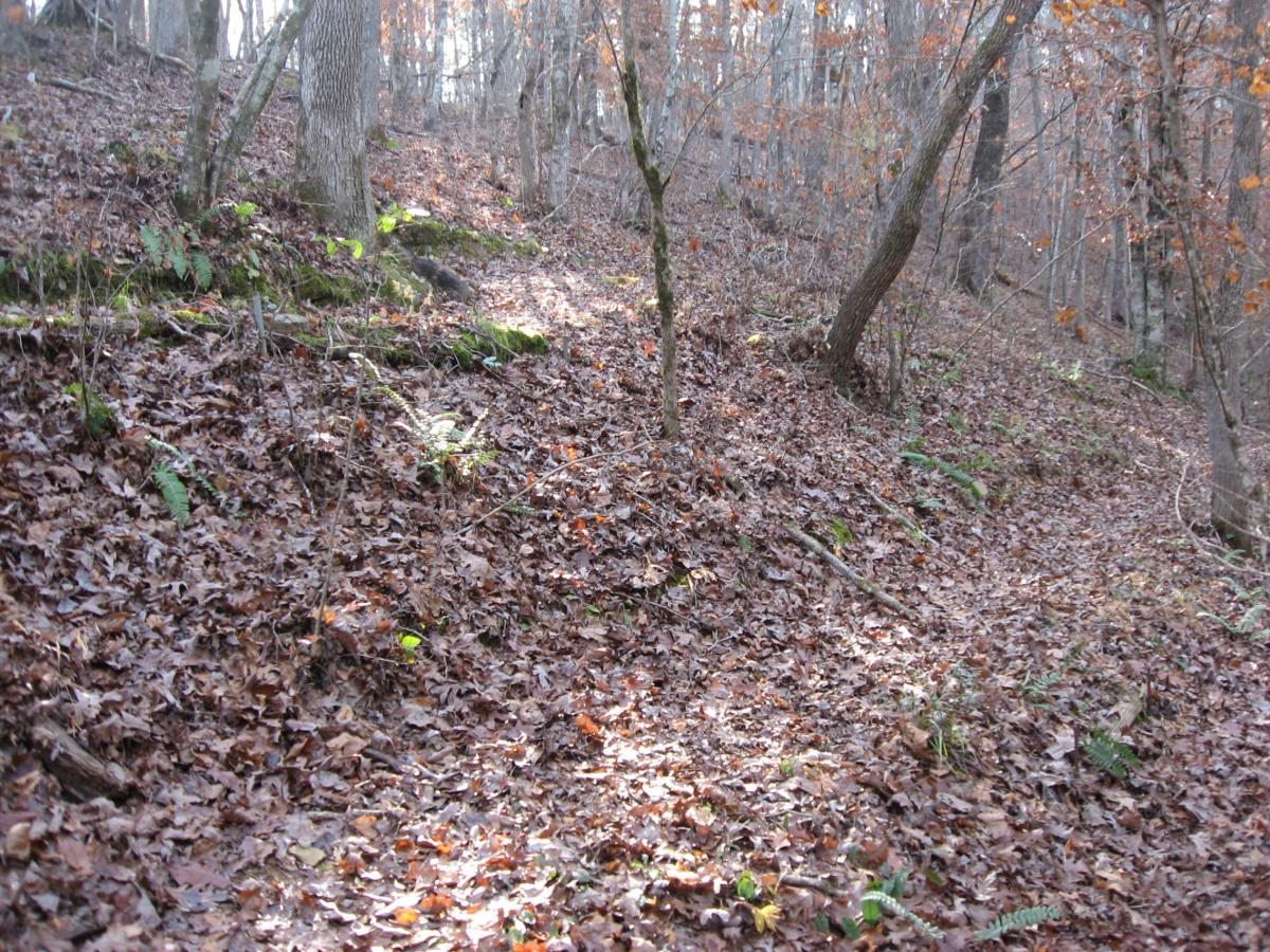 A wooded area covered with a layer of fallen leaves, showing a gently sloping terrain with trees in the background. Some greenery is visible among the leaves, indicating the presence of ferns and other plants. The scene captures a tranquil, natural environment in autumn. Modoc (Stevens Creek Trail) mountain bike trail.