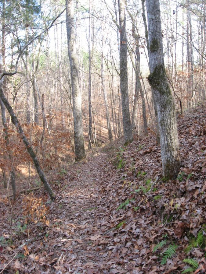 A narrow dirt path winding through a wooded area, lined with tall trees and scattered with fallen leaves. The scene is bathed in soft, natural light, revealing a tranquil atmosphere typical of a forest in early spring or late autumn. Modoc (Stevens Creek Trail) mountain bike trail.