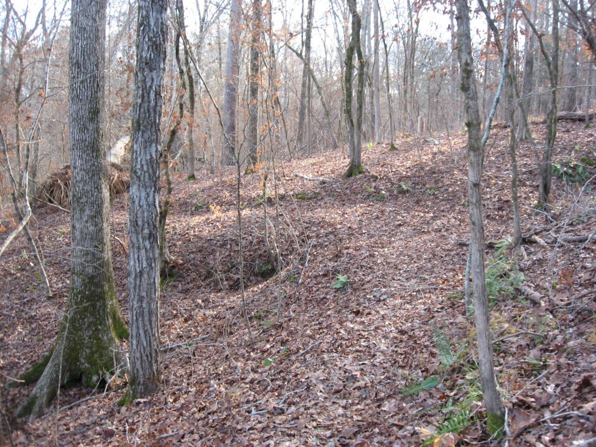 A serene forest scene featuring bare trees, a carpet of brown leaves on the ground, and gentle slopes in the background. Sunlight filters through the trees, creating a calm, natural atmosphere. Modoc (Stevens Creek Trail) mountain bike trail.