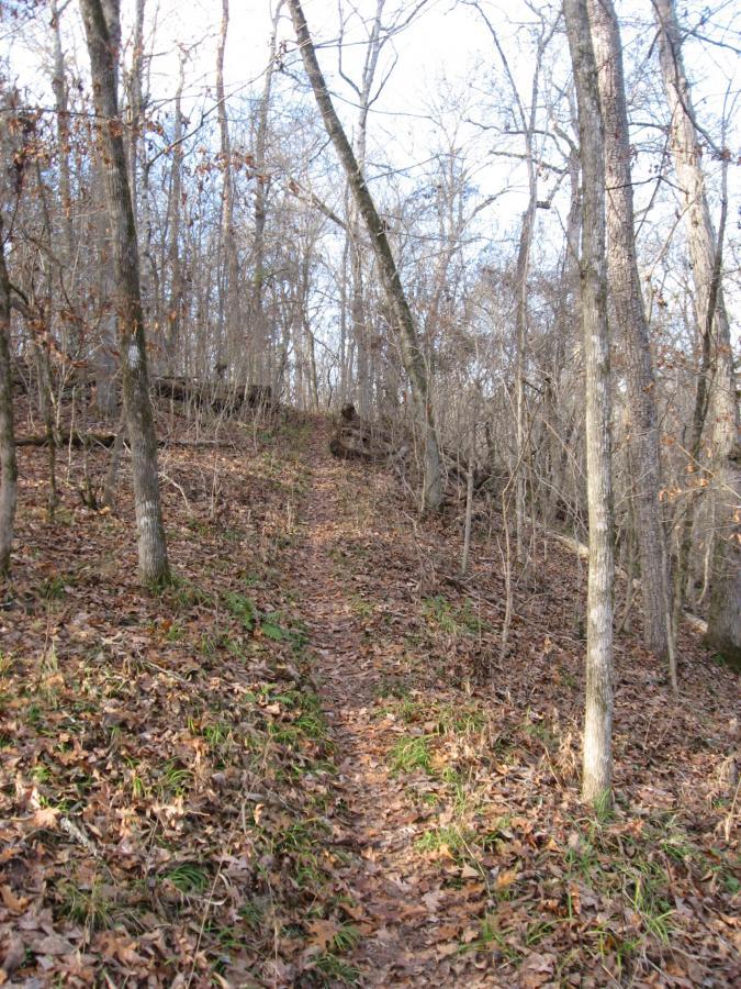 A winding dirt trail leads uphill through a forested area, surrounded by bare trees and scattered fallen leaves. The scene captures a tranquil outdoor environment, showcasing a path that gradually disappears into the woods. Modoc (Stevens Creek Trail) mountain bike trail.