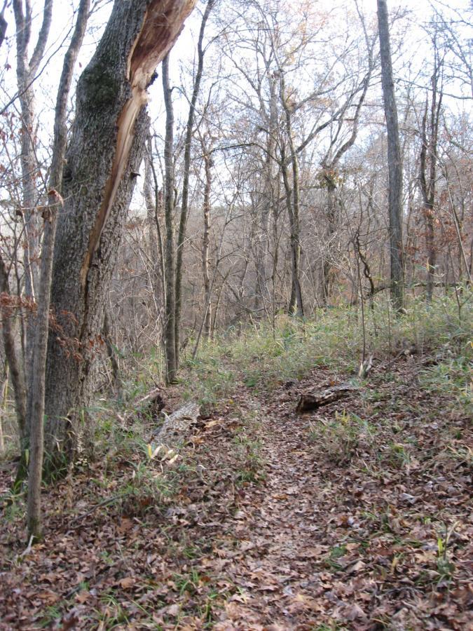 A narrow, winding trail through a dense forest with leaf-covered ground, surrounded by tall, bare trees and patches of green grass. A tree trunk shows visible damage, suggesting environmental wear. The scene captures a tranquil and natural setting, typical of a wooded area in late autumn. Modoc (Stevens Creek Trail) mountain bike trail.