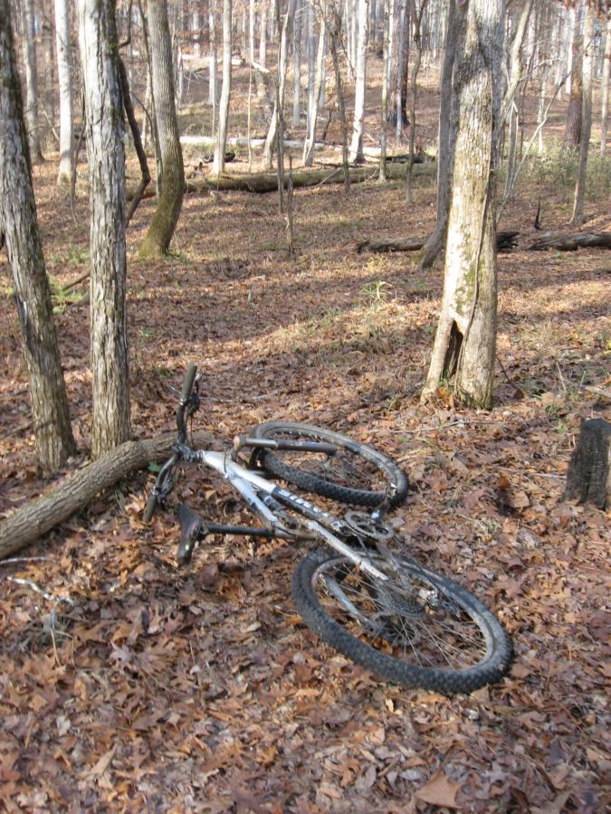A fallen mountain bike on the ground covered with autumn leaves in a wooded area, surrounded by tall trees and underbrush. Modoc (Stevens Creek Trail) mountain bike trail.