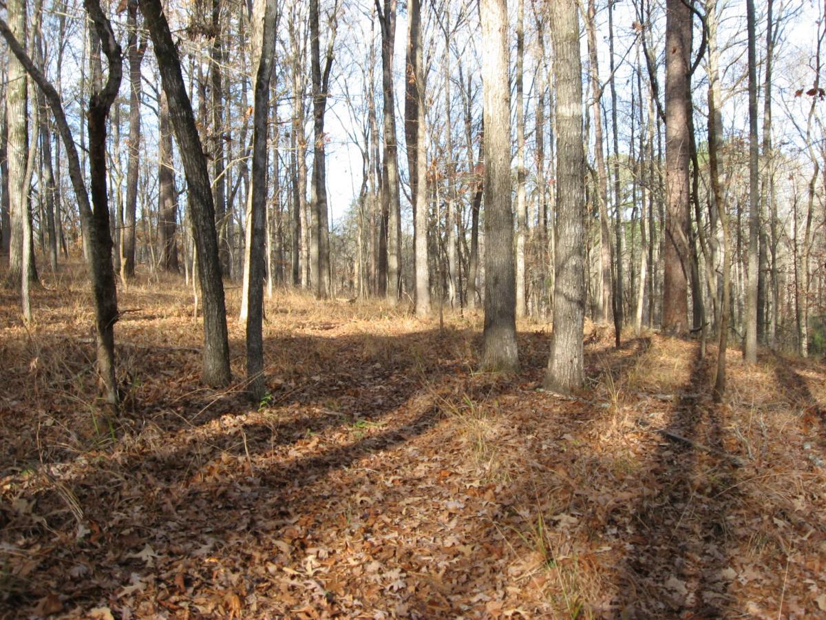 A peaceful woodland scene featuring tall, bare trees on a sunlit day. The forest floor is covered with dry leaves, and shadows are cast from the trees, creating a serene and natural atmosphere. Modoc (Stevens Creek Trail) mountain bike trail.