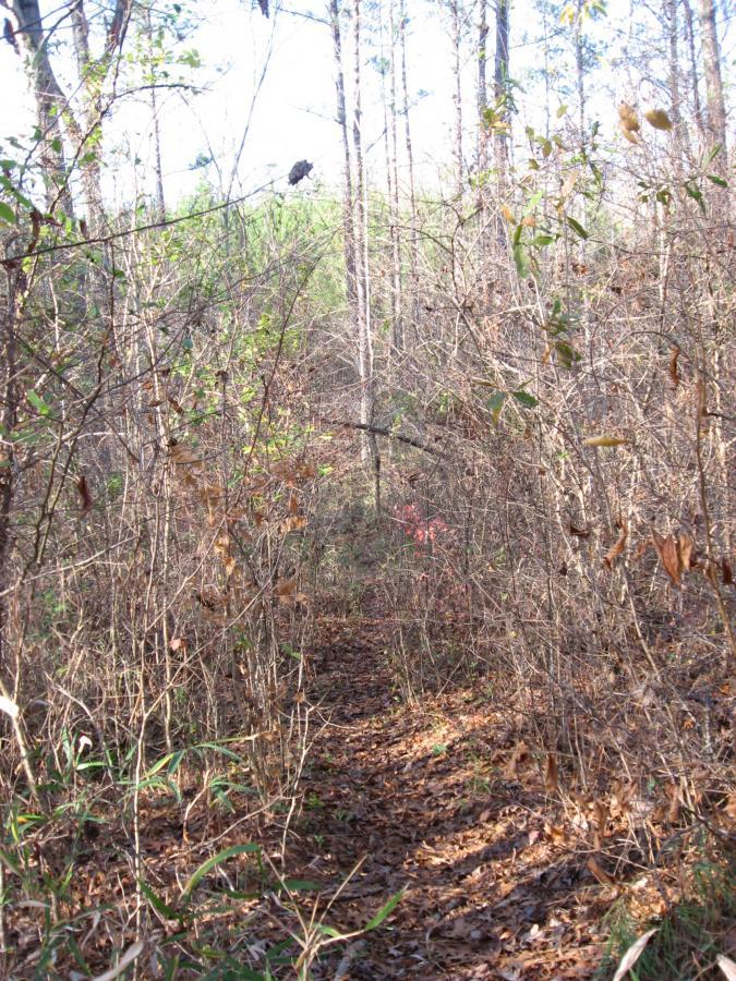 A narrow dirt path winds through a dense area of trees and underbrush, with a mixture of bare branches and green foliage. Sunlight filters through the tree canopy, creating dappled light on the ground covered with fallen leaves. The scene captures the tranquility of a forest setting. Modoc (Stevens Creek Trail) mountain bike trail.