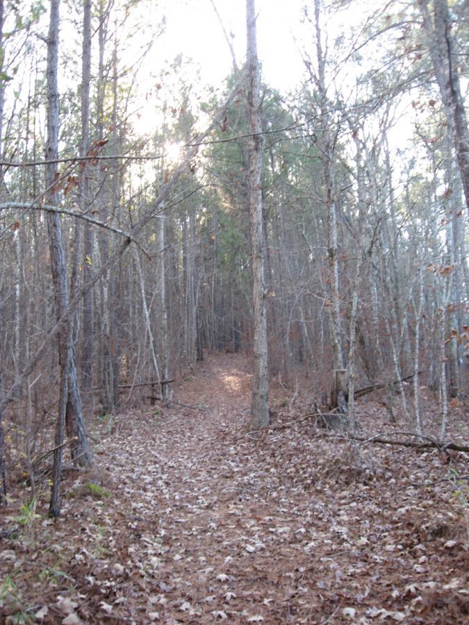 A dirt path winding through a dense forest with tall trees on either side. The ground is covered in fallen leaves, and sunlight filters through the branches, creating a soft glow in the background. Modoc (Stevens Creek Trail) mountain bike trail.