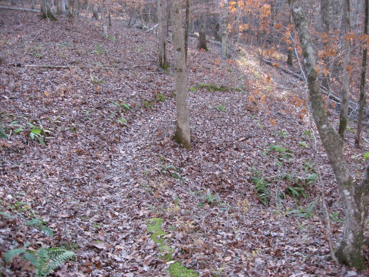 A winding dirt path covered with fallen leaves, surrounded by trees and ferns in a tranquil forest setting during autumn. Modoc (Stevens Creek Trail) mountain bike trail.