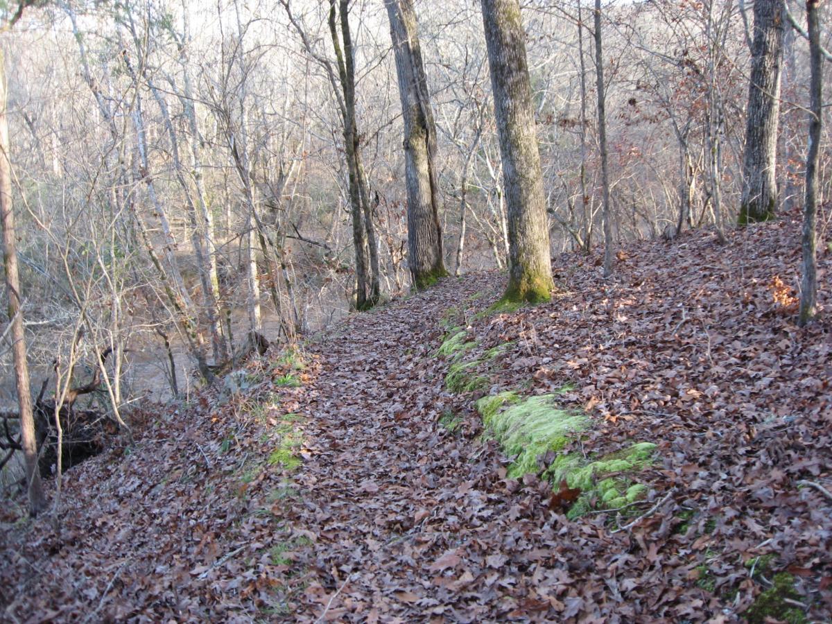 A serene forest trail covered in fallen leaves, with bare trees surrounding the path. Lush green moss lines the edge of the trail, indicating the transition from the path to the natural forest floor. The scene is illuminated by soft, diffused light, creating a tranquil and peaceful atmosphere. Modoc (Stevens Creek Trail) mountain bike trail.
