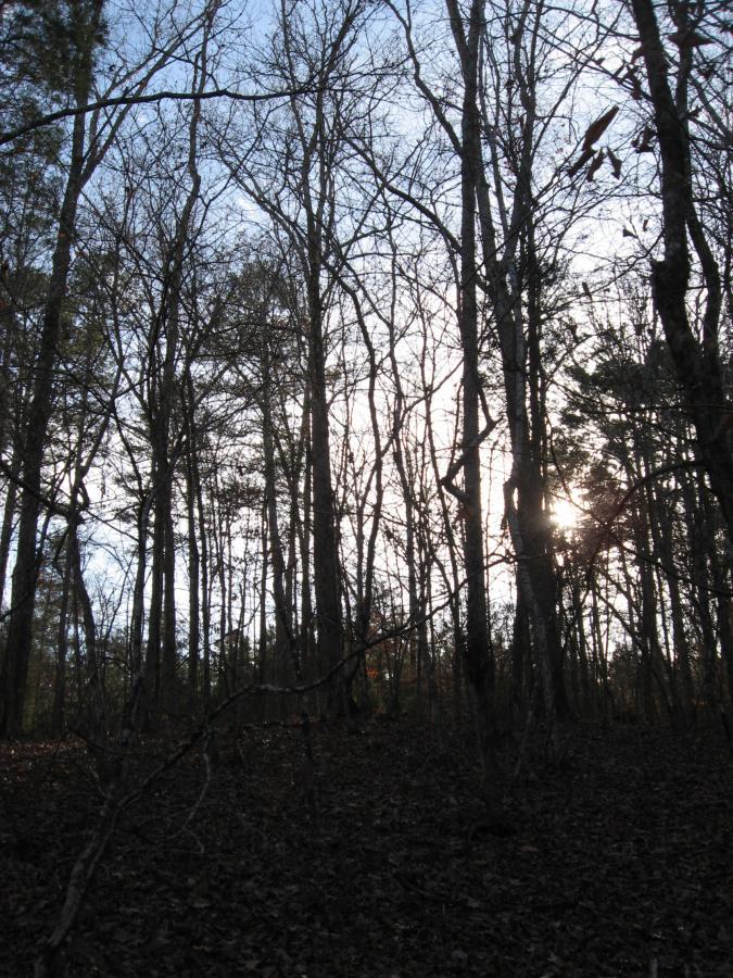 A wooded area with tall, bare trees silhouetted against a bright sky, with sunlight filtering through the branches. The ground is covered in brown leaves, suggesting a late autumn or early winter scene. Modoc (Stevens Creek Trail) mountain bike trail.