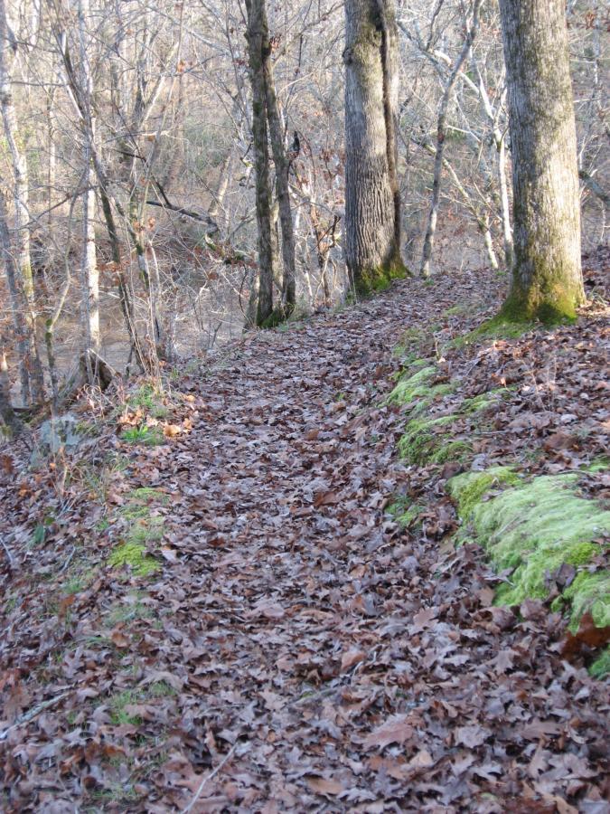 A narrow dirt path surrounded by leafless trees, covered with fallen leaves and patches of green moss, leading beside a tranquil stream in a forest setting. Modoc (Stevens Creek Trail) mountain bike trail.