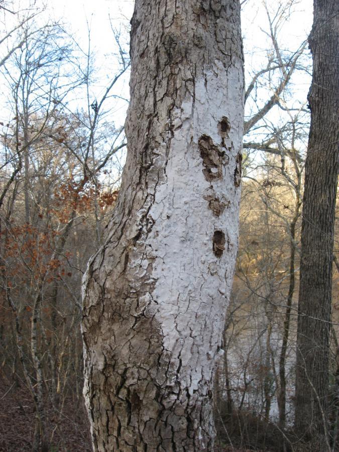 A close-up view of the trunk of a tree, featuring a section with lighter bark and several small holes. Surrounding the tree are bare branches and a glimpse of a river in the background, indicating a natural setting during the late fall or winter. Modoc (Stevens Creek Trail) mountain bike trail.