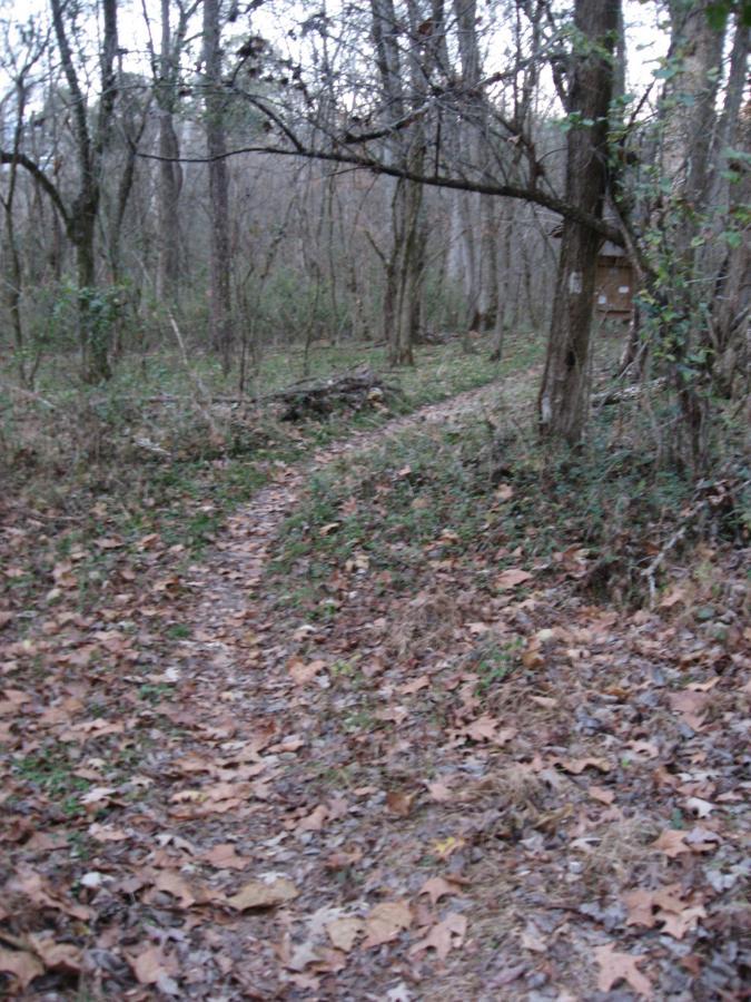 A narrow, winding trail through a wooded area covered with fallen leaves and scattered greenery. The path leads into the forest, surrounded by tall trees and underbrush, creating a serene and natural atmosphere. Turkey Creek mountain bike trail.