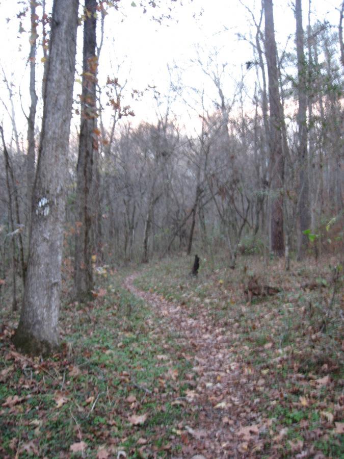 A winding dirt path through a forest, lined with tall, bare trees. The ground is covered with brown leaves, and patches of green grass peek through. The scene is slightly dim, suggesting early morning or late afternoon light. Turkey Creek mountain bike trail.