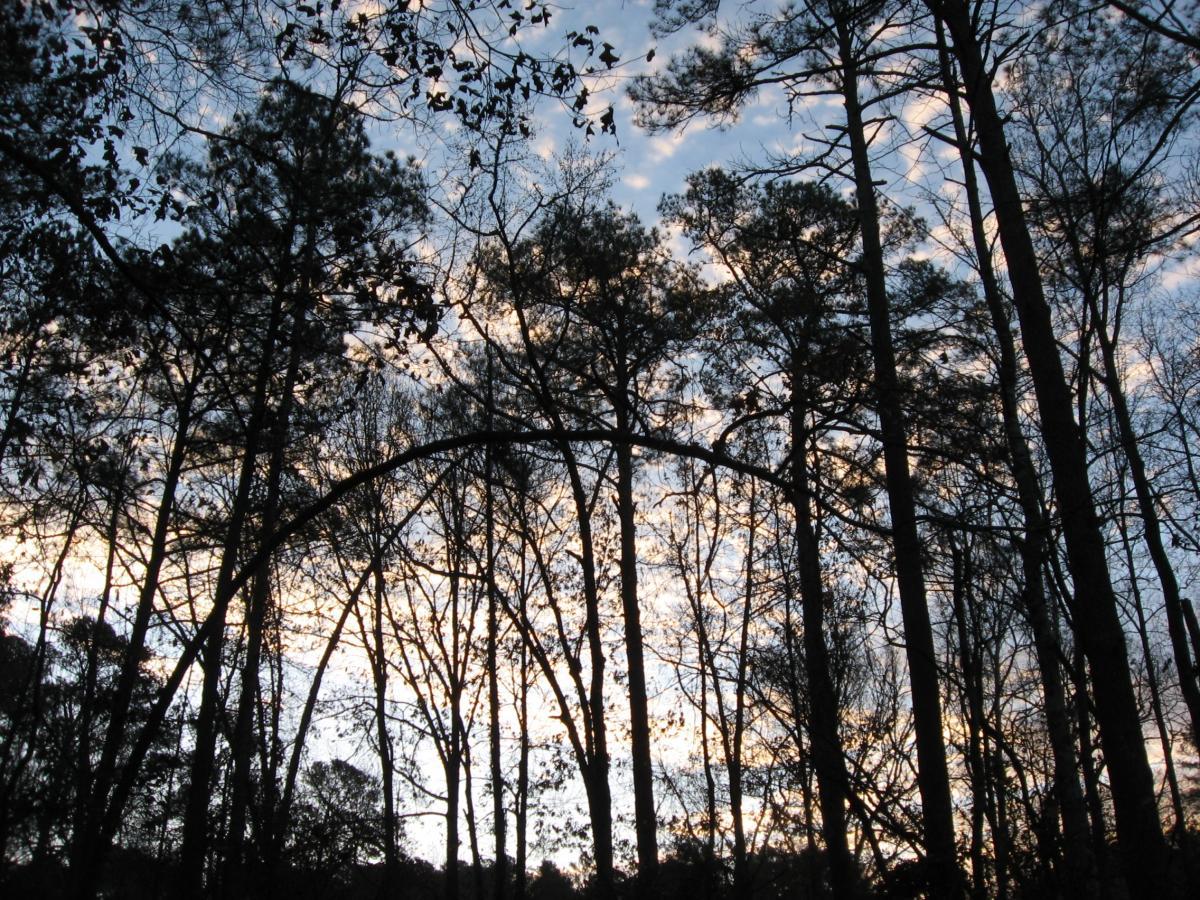 Silhouette of tall trees against a colorful sky at dusk, with wispy clouds visible through the branches. Turkey Creek mountain bike trail.