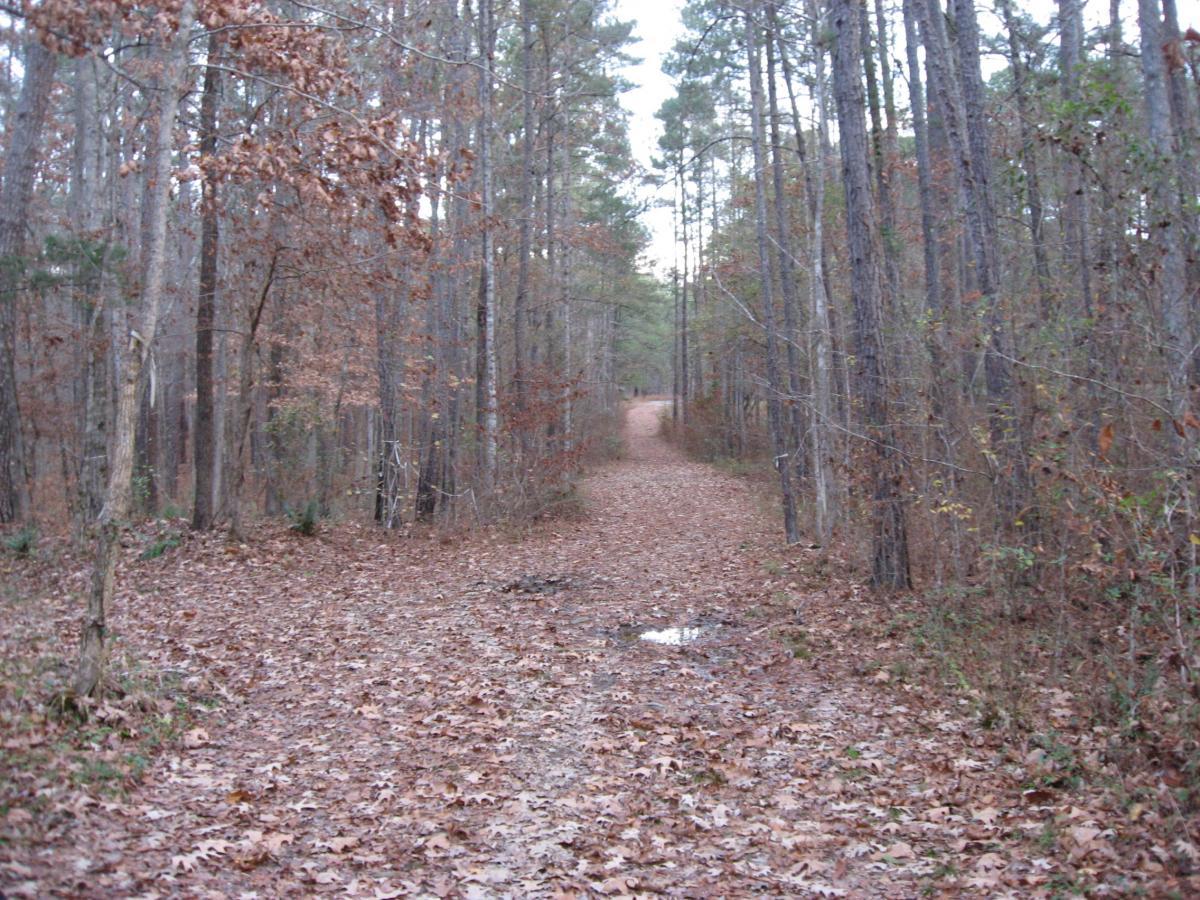 A dirt path running through a wooded area, surrounded by tall trees with sparse foliage. The ground is covered in fallen leaves, and there is a small puddle on the right side of the path. The scene appears serene and quiet, capturing the essence of a peaceful nature walk. Turkey Creek mountain bike trail.