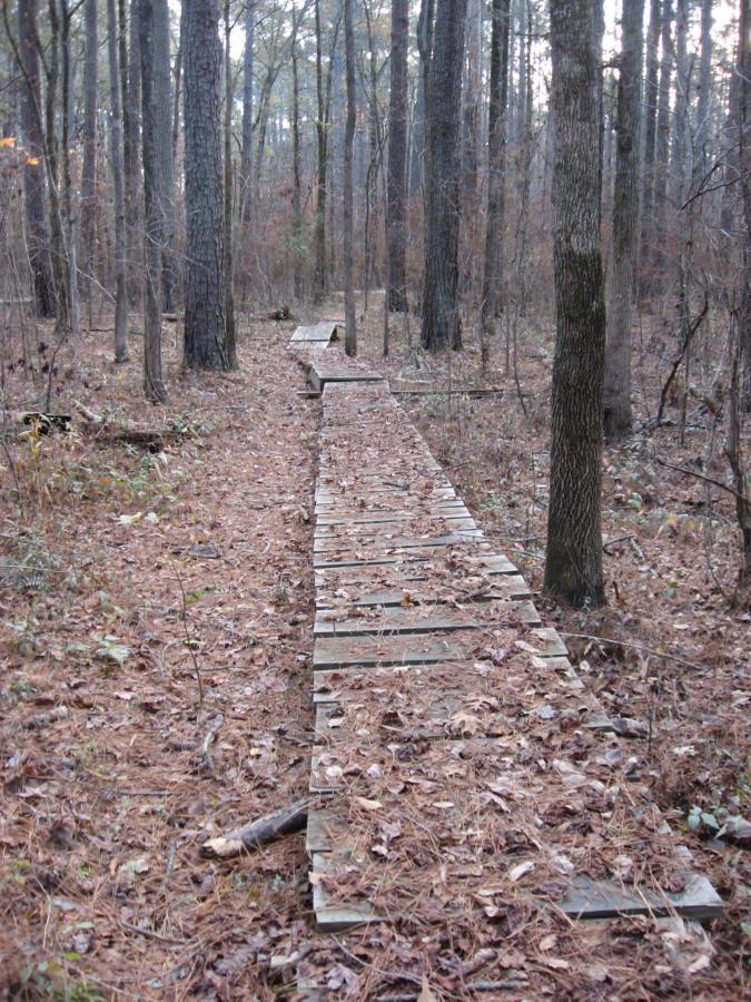 A wooden boardwalk path extending through a forest, surrounded by tall trees and a layer of fallen leaves on the ground, with a tranquil, natural ambiance. Turkey Creek mountain bike trail.