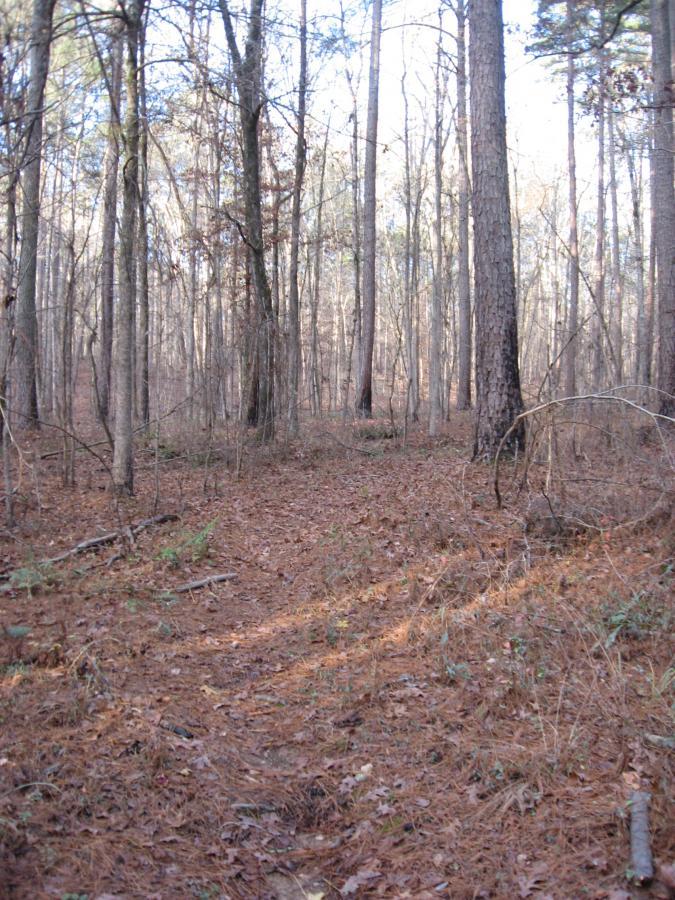 A forest scene featuring tall trees with various shades of bark, a leaf-covered ground, and a narrow dirt path leading deeper into the woods, with soft sunlight filtering through the branches. Turkey Creek mountain bike trail.