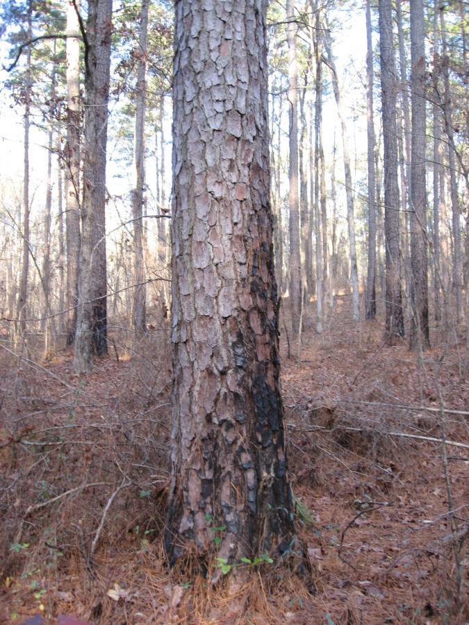 A tall, textured pine tree stands prominently in a wooded area, with its bark displaying a mix of light and dark tones. The surrounding forest is filled with other trees and scattered pine needles on the ground, indicating a natural setting. Sunlight filters through the branches, creating a serene atmosphere in the forest. Turkey Creek mountain bike trail.