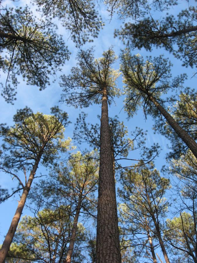 A view looking up through tall pine trees against a clear blue sky, showcasing the tree trunks and their branches filled with green needles. Turkey Creek mountain bike trail.