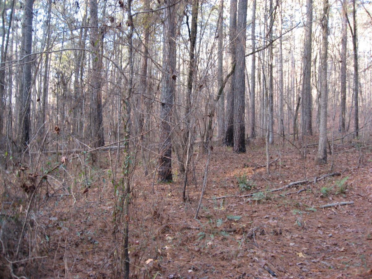 A dense forest scene featuring tall trees with bare trunks and a forest floor covered in fallen leaves and small plants. The area appears natural and slightly overgrown, with branches and vines visible in the foreground. The lighting suggests a cool, tranquil atmosphere. Turkey Creek mountain bike trail.