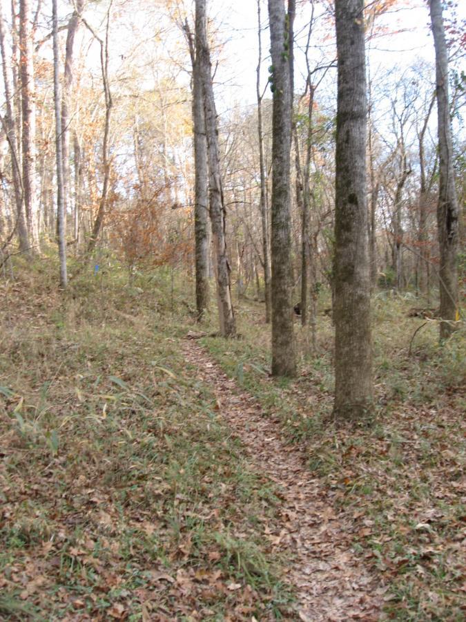 A narrow dirt path winds through a wooded area, lined with tall trees and fallen leaves. The scene captures the tranquility of a forest in autumn, with patches of greenery and bare branches, hinting at the changing seasons. Turkey Creek mountain bike trail.
