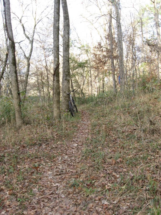 A bike leaning against a tree along a narrow dirt path surrounded by tall trees and underbrush in a wooded area during autumn. Turkey Creek mountain bike trail.