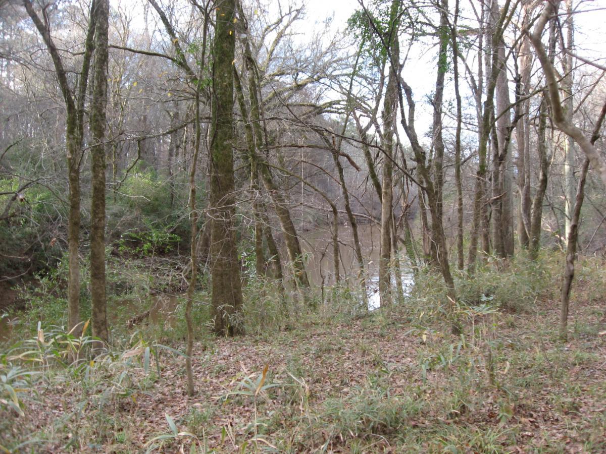 A tranquil riverside scene depicting a wooded area with tall, leafless trees and patches of greenery. The ground is covered in fallen leaves, and a calm river is visible through the trees, suggesting a serene natural environment. Turkey Creek mountain bike trail.