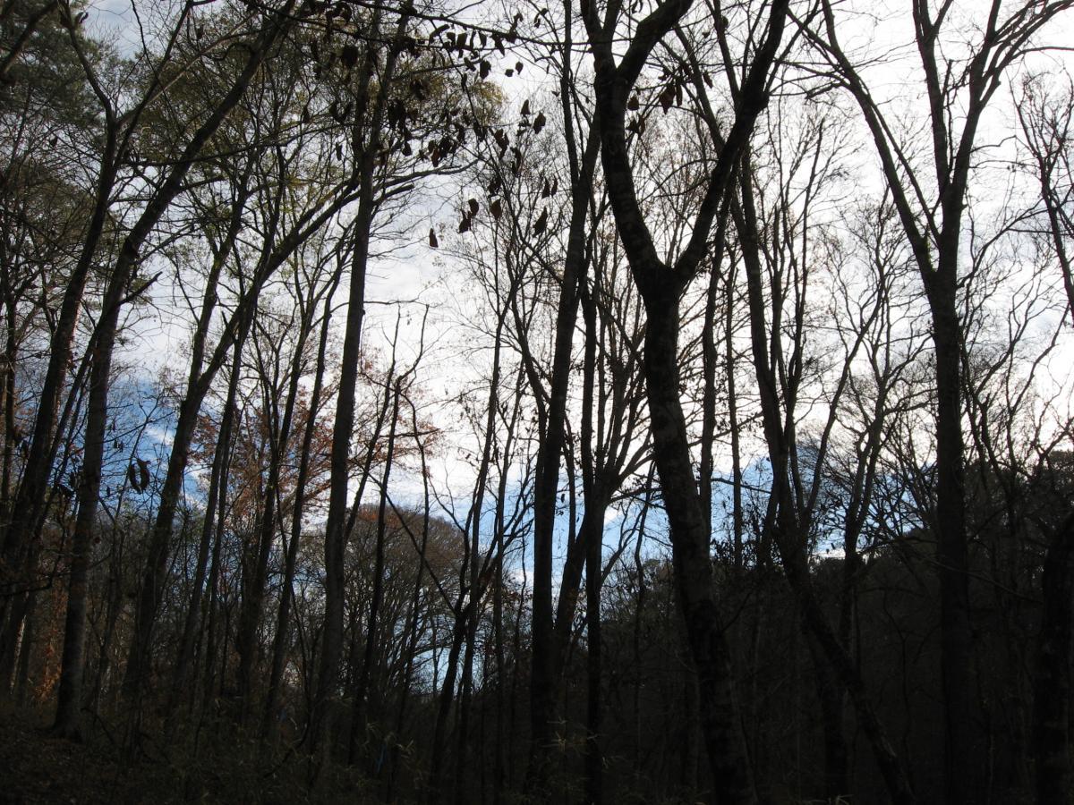 Silhouette of bare trees against a cloudy sky, with patches of blue visible. The scene captures a serene woodland atmosphere, indicating the transition between seasons. Turkey Creek mountain bike trail.