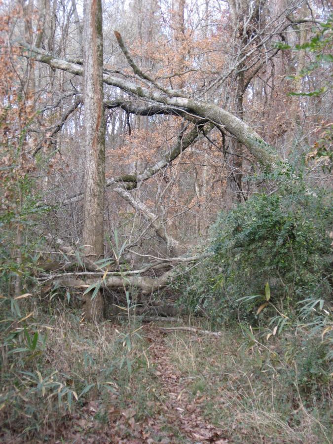 A dense forest scene featuring a narrow, overgrown path surrounded by tall trees and fallen branches. Some branches are intertwined above, while the underbrush includes patches of green foliage and dry leaves scattered on the ground. The atmosphere suggests a quiet, natural setting in autumn or early winter. Turkey Creek mountain bike trail.