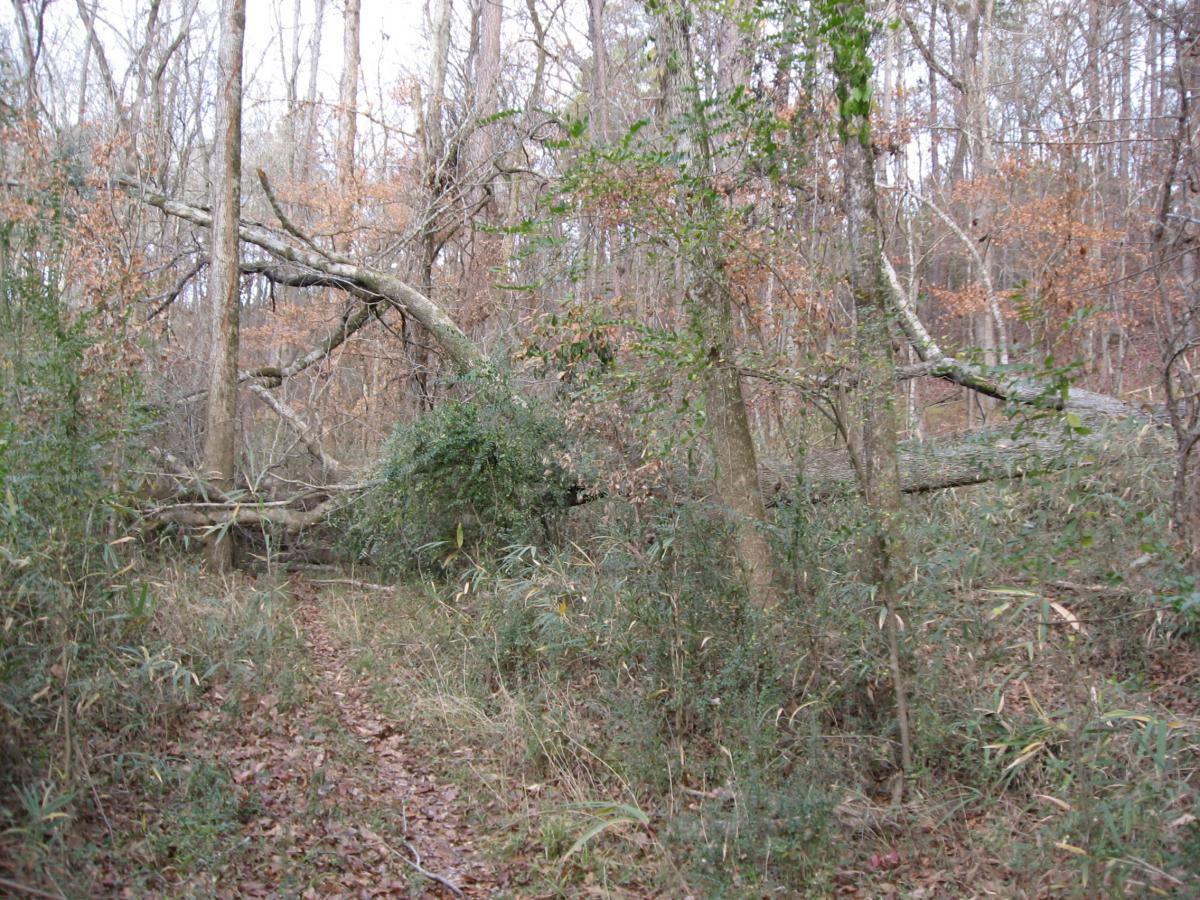A wooded area showing a fallen tree across a dirt path, surrounded by sparse vegetation and trees with autumn-colored leaves. Turkey Creek mountain bike trail.