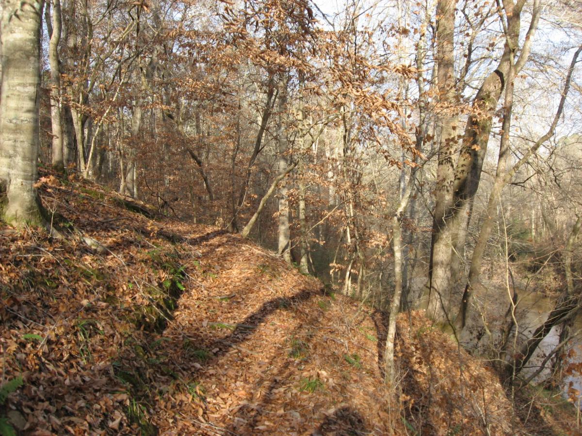 A winding trail covered in fallen leaves, bordered by tall trees in a deciduous forest. The scene captures the quiet beauty of nature in late autumn, with sunlight filtering through the branches. A small stream can be seen flowing alongside the path, adding to the tranquil atmosphere. Turkey Creek mountain bike trail.