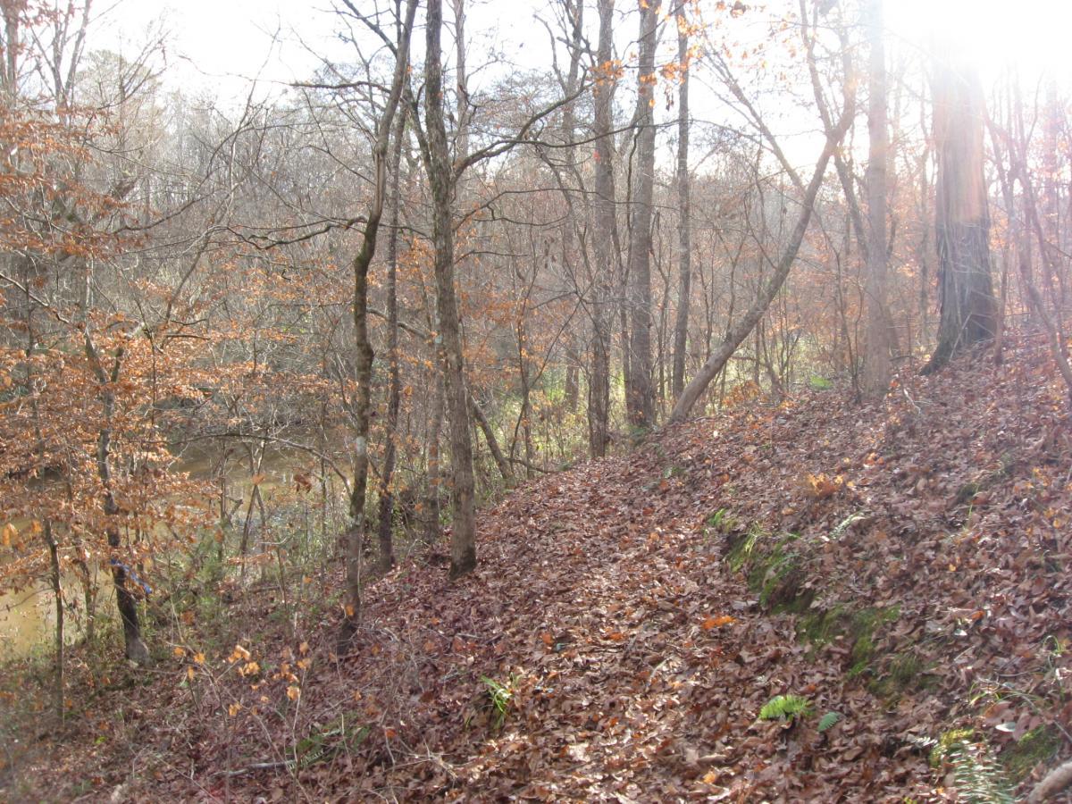 A tranquil forest scene featuring a narrow, leaf-covered path winding through trees with brown leaves, leading toward a gently flowing stream. Soft sunlight filters through the branches, illuminating the landscape with a warm glow. Turkey Creek mountain bike trail.