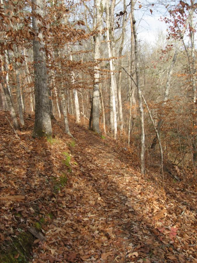 A winding dirt path through a forest, lined with trees displaying sparse leaves and a carpet of fallen autumn foliage. The scene is brightened by soft sunlight filtering through the branches, creating a serene and tranquil atmosphere. Turkey Creek mountain bike trail.