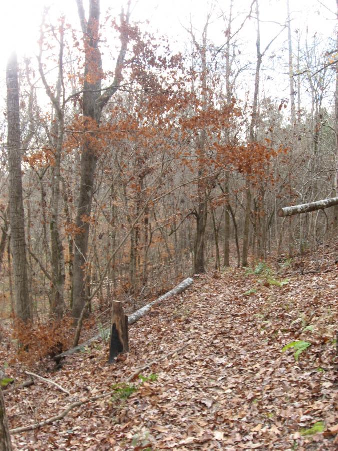 A wooded trail covered with fallen leaves, surrounded by bare trees and a few remaining orange leaves. The sunlight filters through the branches, creating a serene, natural atmosphere. Fallen logs and stumps are visible along the path, indicating the forest's natural state. Turkey Creek mountain bike trail.