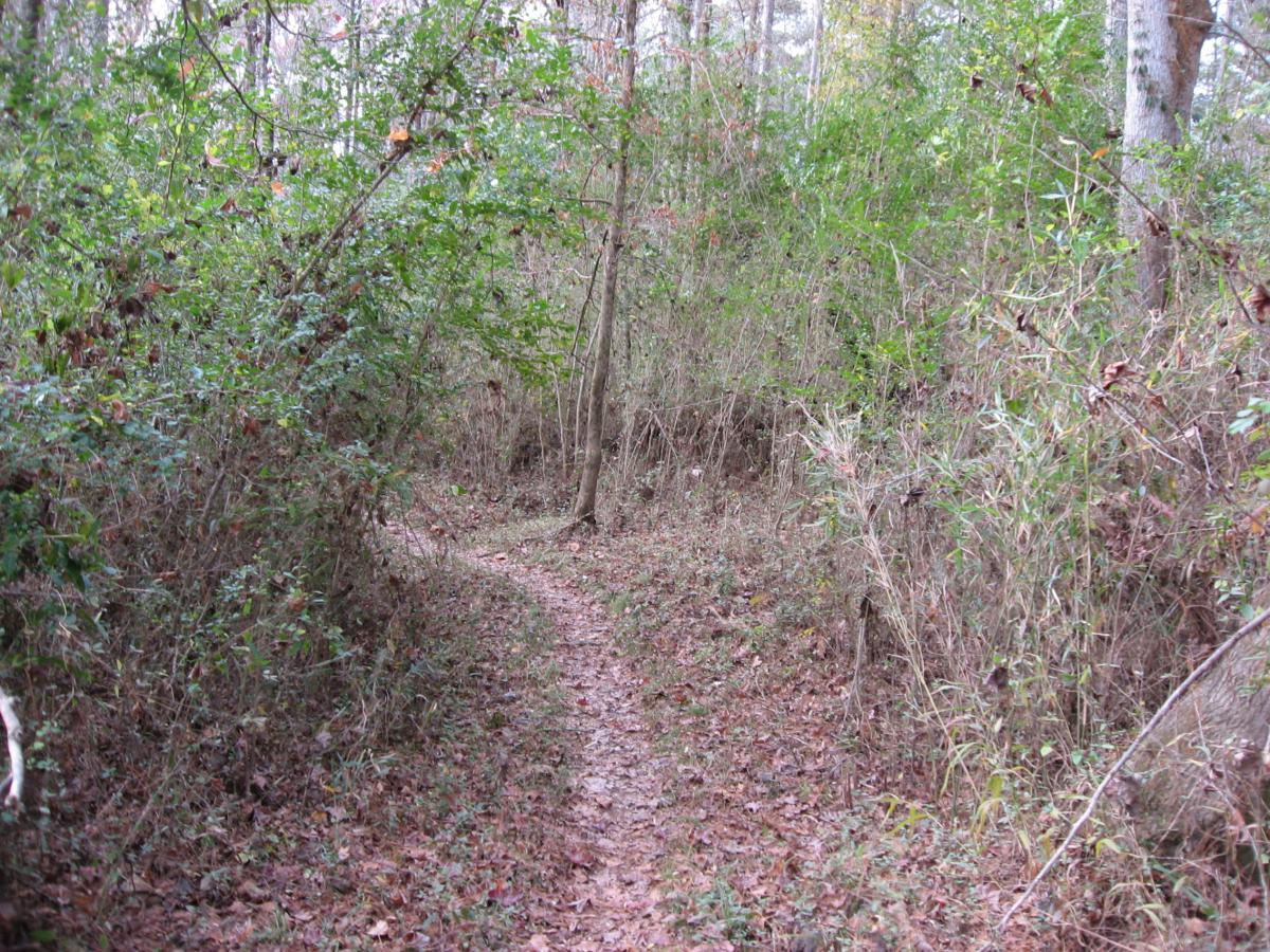 A narrow dirt path winding through a wooded area, surrounded by dense vegetation and fallen leaves. The scene is serene and natural, with trees and shrubs framing the trail. Wine Creek mountain bike trail.