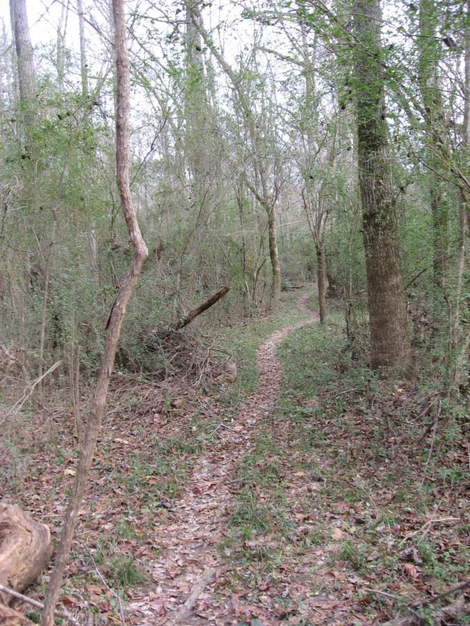 A narrow pathway winding through a dense forest, surrounded by trees and underbrush. The ground is covered with fallen leaves and patches of green grass. The atmosphere appears calm and serene, with soft natural light filtering through the branches. Wine Creek mountain bike trail.