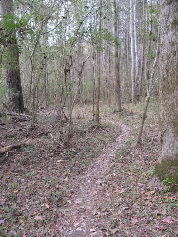 A narrow dirt path winding through a dense forest with tall trees and scattered fallen leaves. The scene is serene and showcases a natural setting with greenery and underbrush. Wine Creek mountain bike trail.