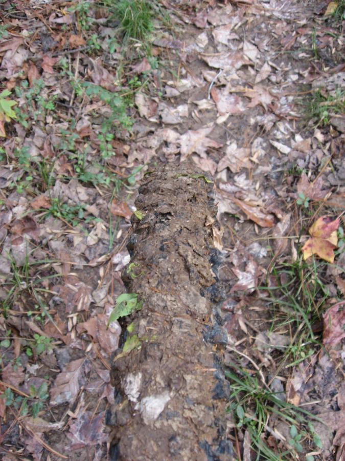 A close-up view of a muddy tree branch or log resting on a forest floor covered with fallen leaves and small patches of grass. The branch has a rough, textured surface with some green moss and dirt, blending into the natural surroundings. Wine Creek mountain bike trail.