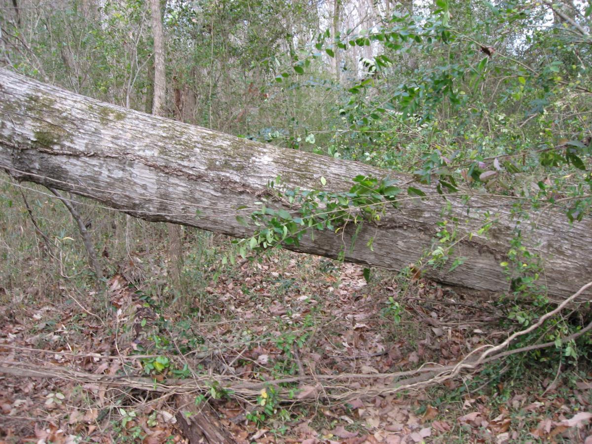 A fallen tree trunk covered in moss and surrounded by greenery, with scattered leaves on the forest floor. Wine Creek mountain bike trail.