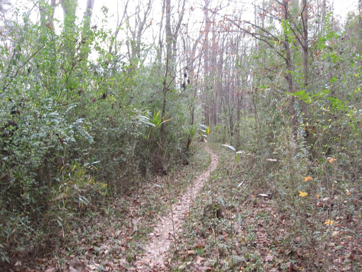 Winding dirt trail through a wooded area, surrounded by greenery and fallen leaves. Trees with sparse branches and some remaining foliage create a tranquil, natural setting. Wine Creek mountain bike trail.