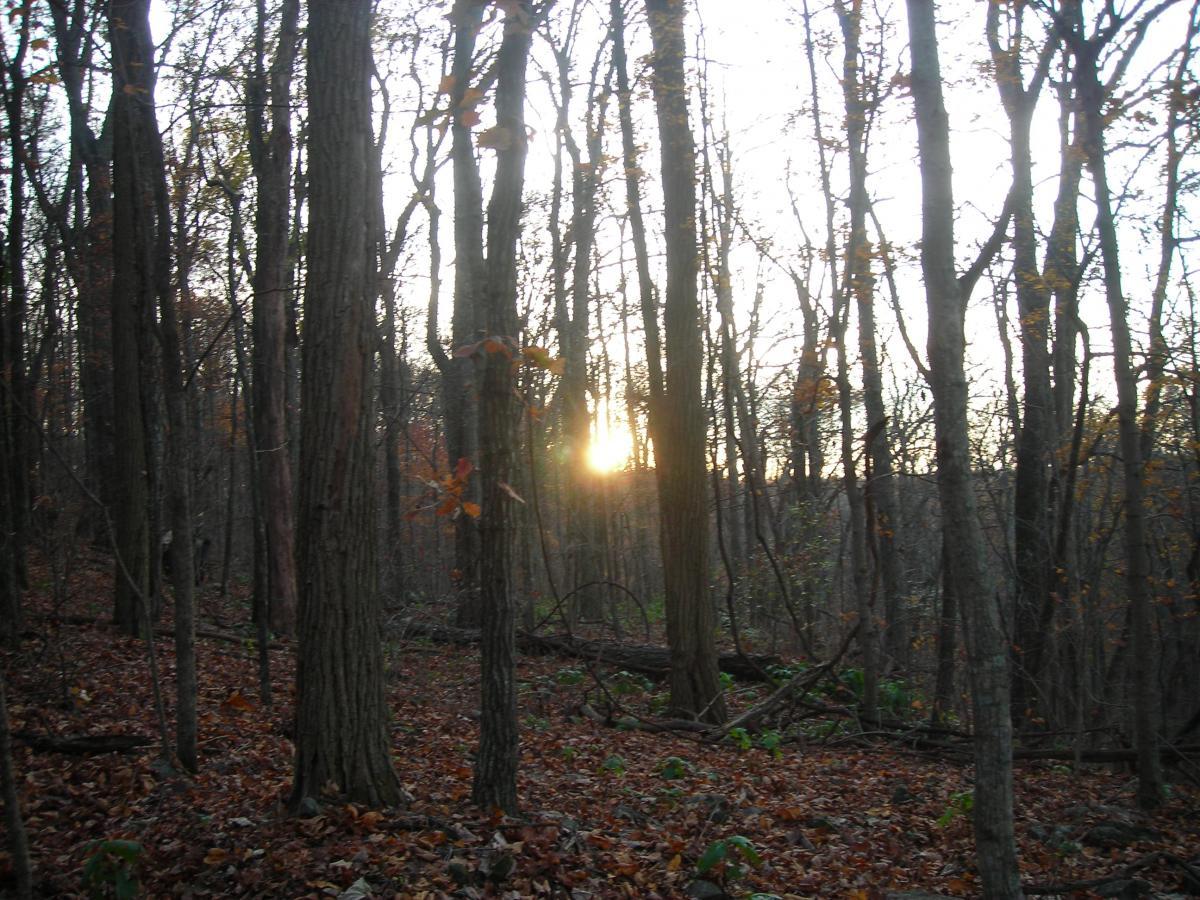 A tranquil forest landscape at sunset, with tall trees silhouetted against a warm, glowing horizon. Fallen leaves cover the ground, and a gentle light filters through the branches, creating a serene and peaceful atmosphere. Monte Sano State Park &amp; Land Trust mountain bike trail.