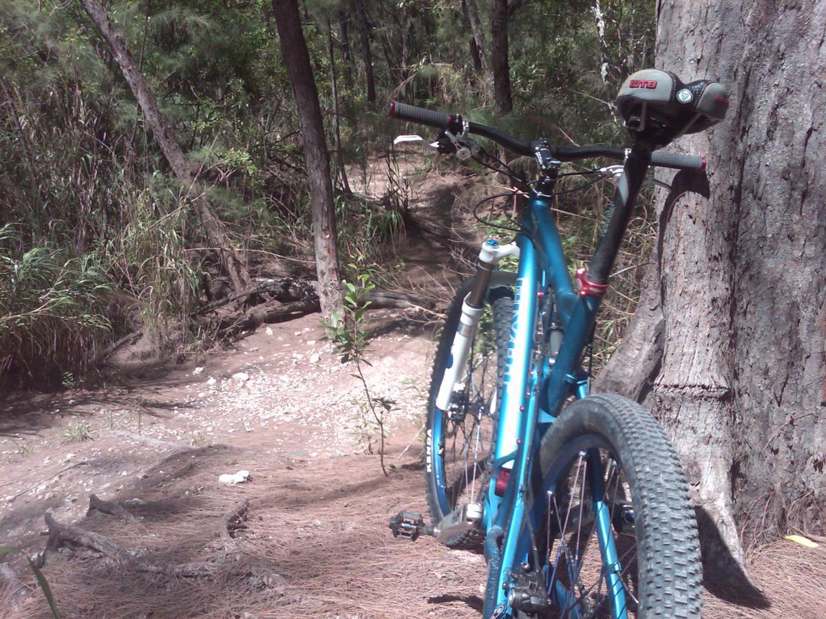 A blue mountain bike leaning against a tree in a wooded area with a dirt trail in the background, surrounded by greenery and scattered pine needles. Oleta River State Park mountain bike trail.
