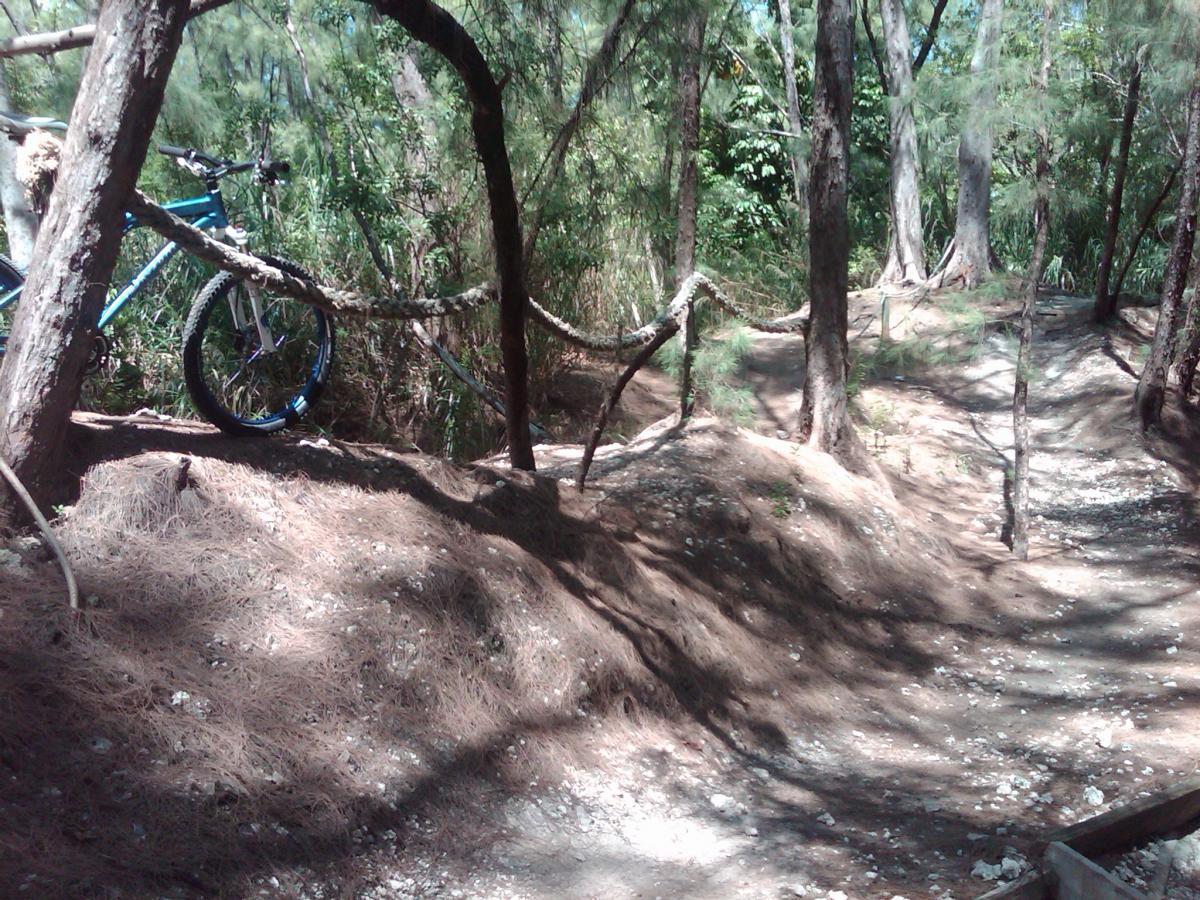 A mountain bike leaning against a tree in a wooded area, with a dirt path and scattered pine needles on the ground. The scene is surrounded by tall trees and greenery. Oleta River State Park mountain bike trail.