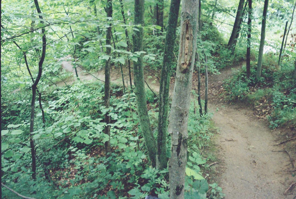 A winding dirt path through a lush green forest, surrounded by trees and dense undergrowth. The scene captures a tranquil and natural setting, highlighting the vibrant foliage and the gentle curves of the trail. Baird Creek mountain bike trail.