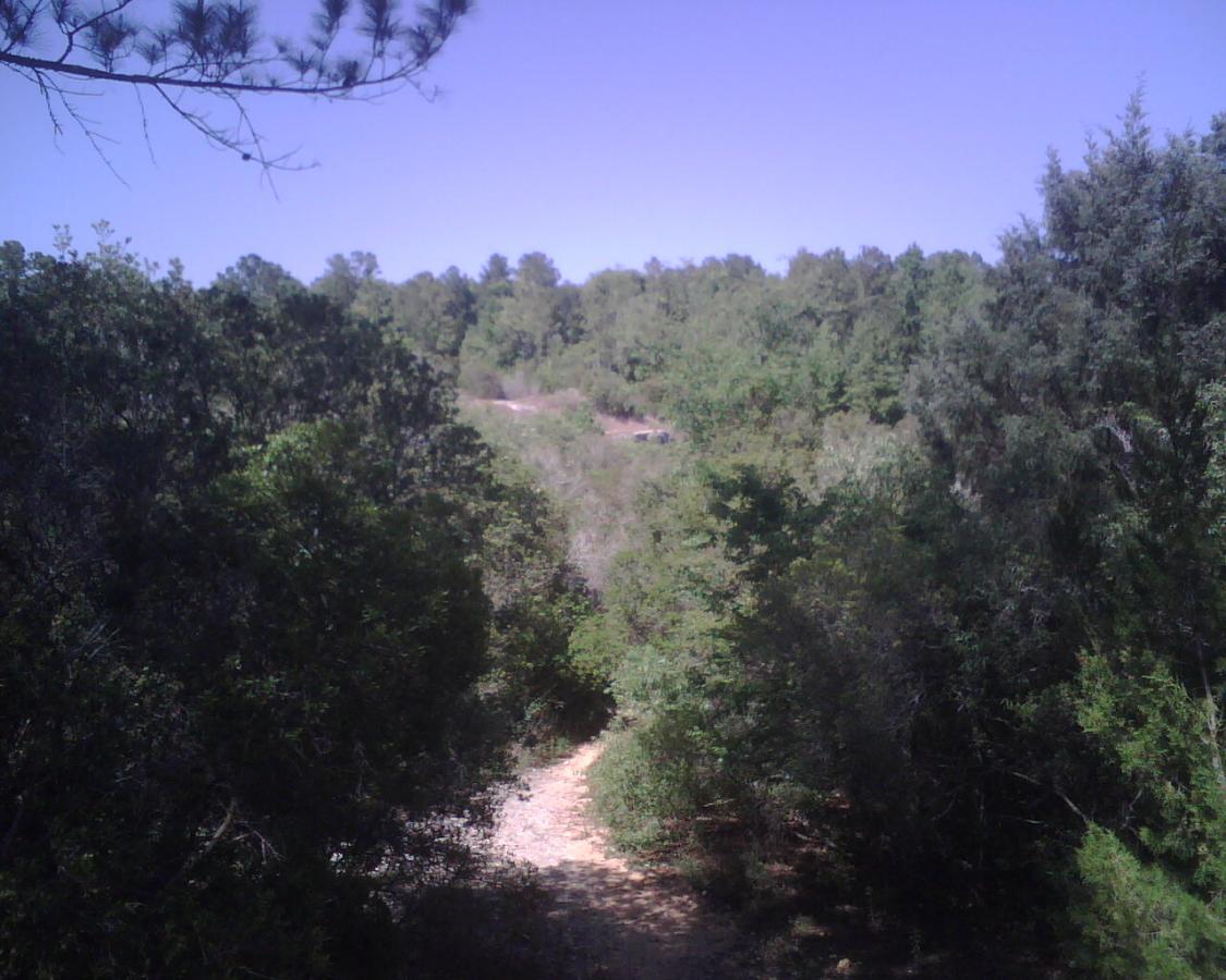 A scenic view of a wooded area with dense green foliage and a clear blue sky. A winding path can be seen in the center, leading deeper into the forest. The sunlight illuminates the landscape, creating a peaceful and natural setting. Santos mountain bike trail.