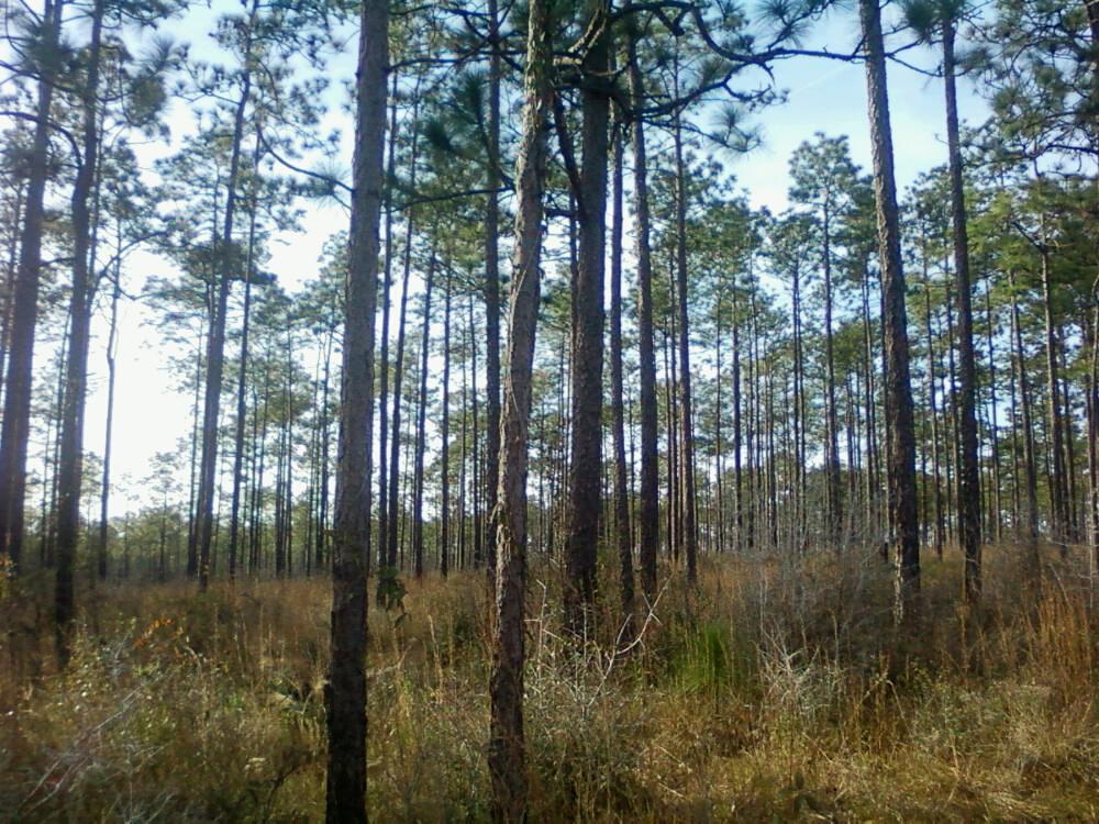 A dense forest scene featuring tall pine trees standing closely together in a field of dry grass and low vegetation, under a clear blue sky. The sunlight filters through the tree branches, illuminating the natural landscape. Bethel Bike Trails mountain bike trail.