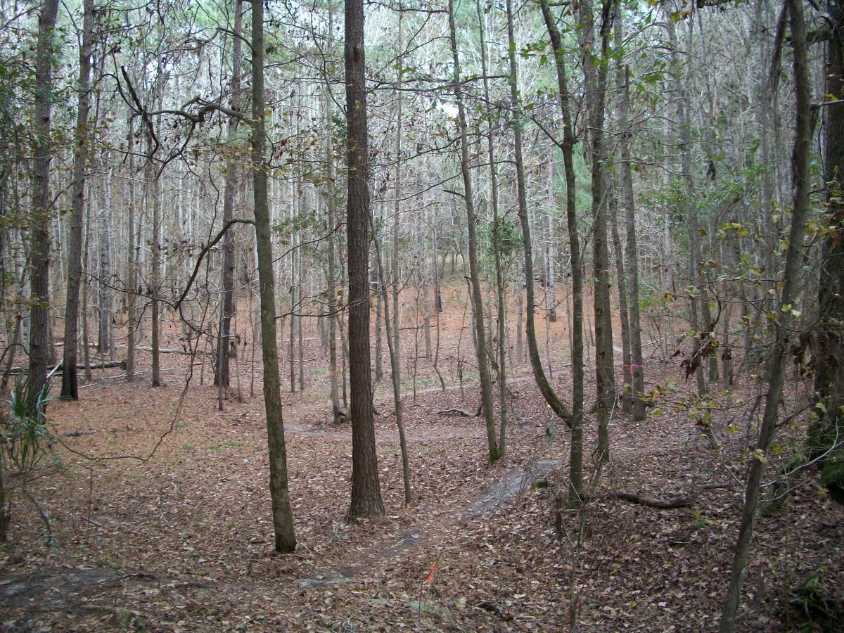 A tranquil forest scene featuring tall, bare trees and a carpet of fallen leaves covering the ground. The landscape is dotted with small shrubs and twigs, creating a peaceful and natural environment. The atmosphere suggests a cool, overcast day. San Felasco Hammock Preserve mountain bike trail.