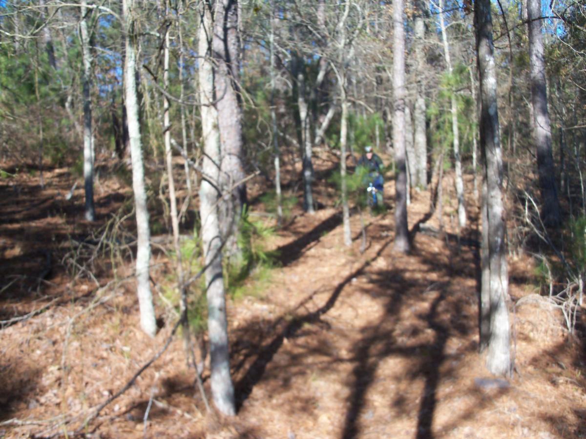 A blurred image of a wooded area with tall trees and scattered pine needles on the ground. Two individuals can be seen walking along a path in the distance, surrounded by dense foliage and shafts of sunlight filtering through the trees. Hickory Knob State Park mountain bike trail.