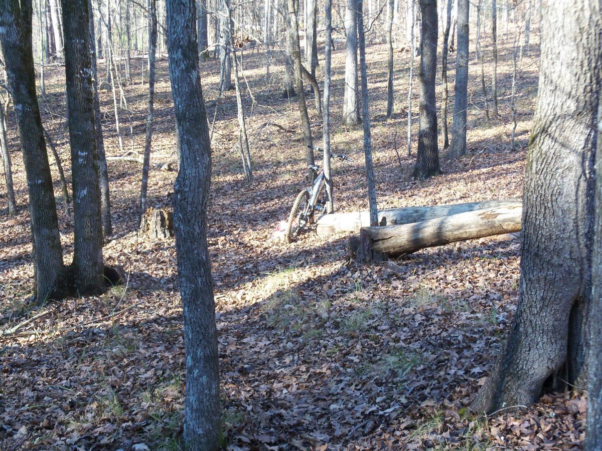 A serene forest scene with tall trees and scattered autumn leaves covering the ground. In the background, a mountain bike is leaned against a log, surrounded by a calm and quiet natural setting. Hickory Knob State Park mountain bike trail.