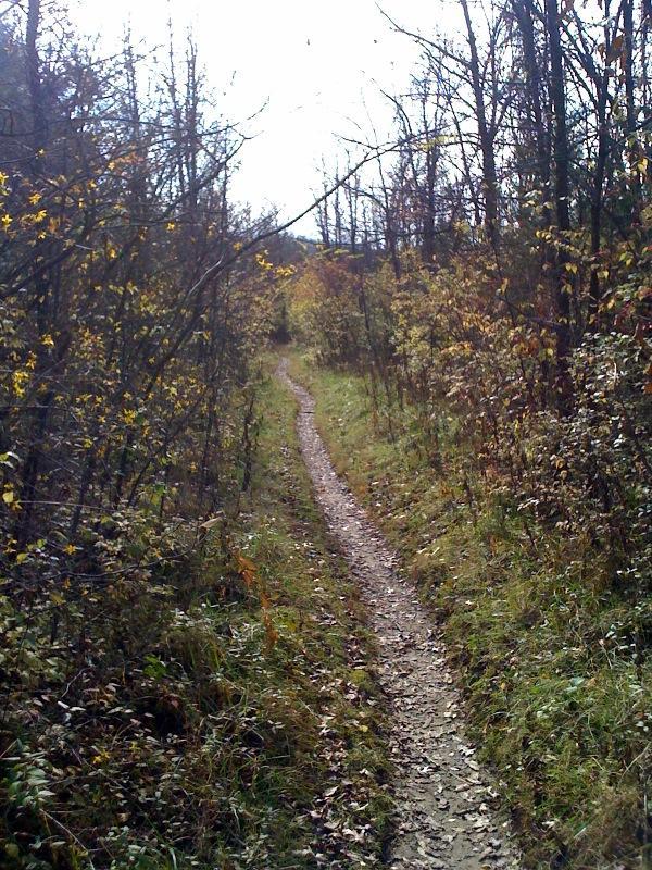 Winding dirt path surrounded by trees and shrubs in autumn, with fallen leaves scattered along the ground. Blue River Parkway Trails mountain bike trail.